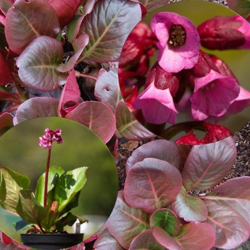 Bergenia cordifolia 'Purpurea' - Südajalehine bergeenia 'Purpurea' P9/0,55L